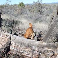 xanadu goldens property in az 10