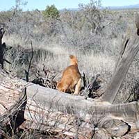 xanadu golden retrievers property 10