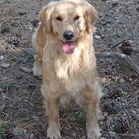 xanadu goldens property in az 11