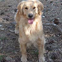 xanadu golden retrievers property 11