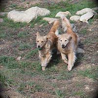 xanadu goldens property in az 12