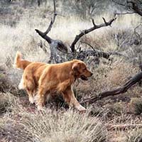 xanadu golden retrievers property 2