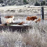 xanadu goldens property in az 3