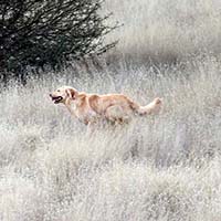 xanadu golden retrievers property 5