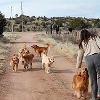 xanadu goldens property in az 6