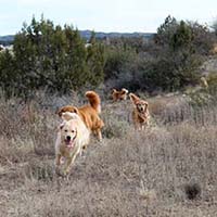 xanadu goldens property in az 7