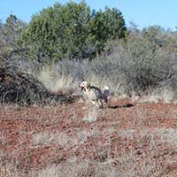 xanadu goldens property in az 8