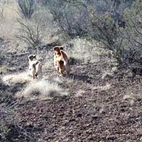 xanadu goldens property in az 9