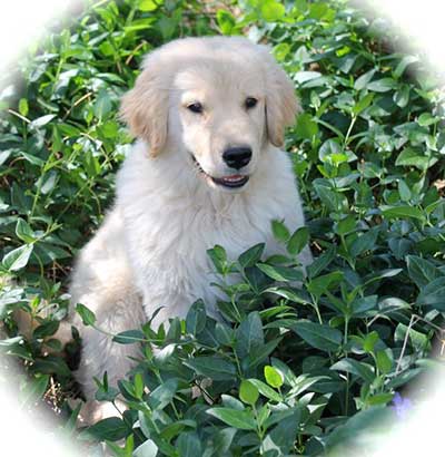 xanadu golden retriever puppies