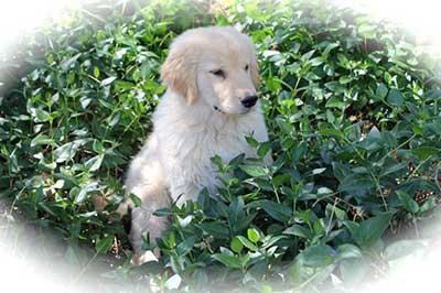 xanadu golden retriever puppies connery