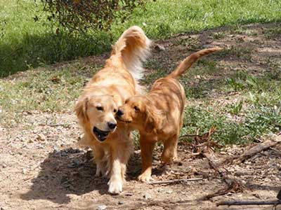 xanadu golden retriever puppies