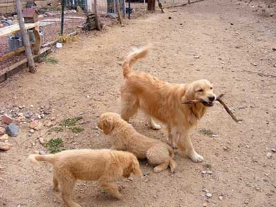 Drew with puppies