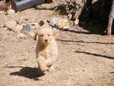 xanadu golden retriever puppies journey running