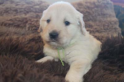 Xanadu Golden Retriever Puppies