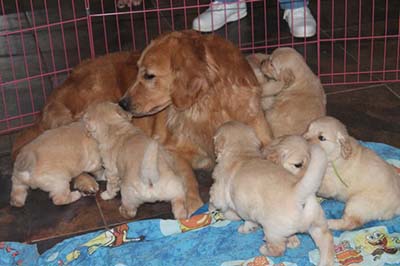 Xanadu Golden Retriever Puppies