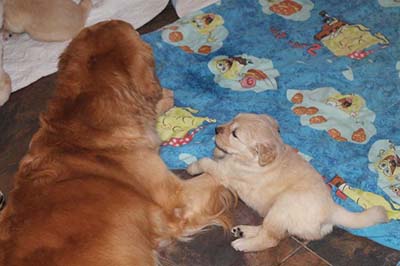 Xanadu Golden Retriever Puppies