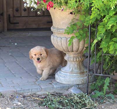 Xanadu Golden Retriever Puppies