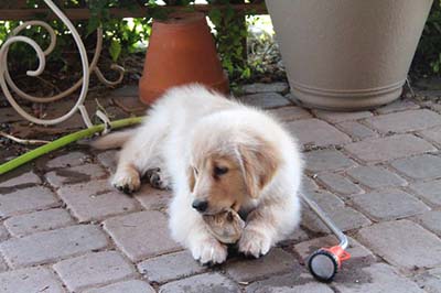 Xanadu Golden Retriever Puppies