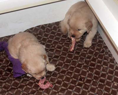 Xanadu Golden Retriever Puppies