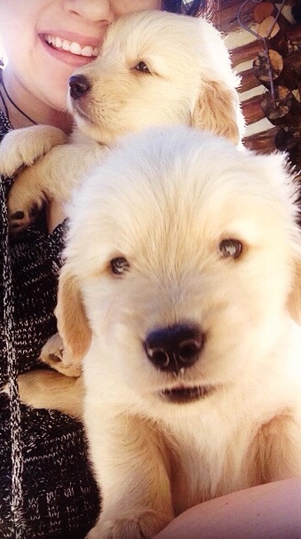 xanadu golden retriever puppies