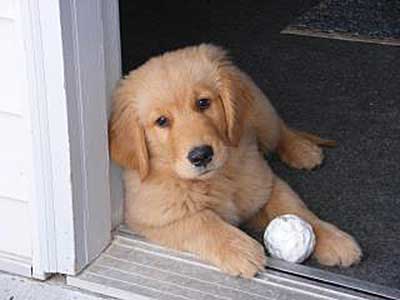 xanadu golden retriever puppies play with me