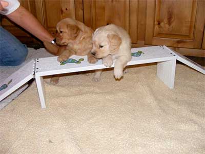 xanadu golden retriever puppies agility