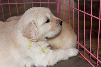 xanadu golden retriever puppies 1