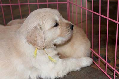 xanadu golden retriever puppies