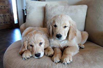 xanadu golden retriever puppies