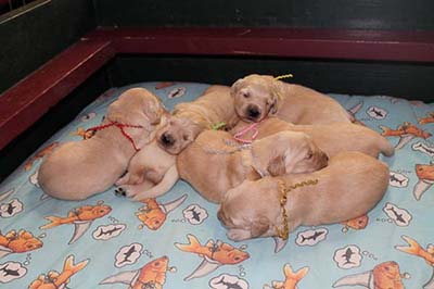 xanadu golden retriever puppies