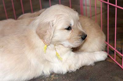 xanadu golden retriever puppies