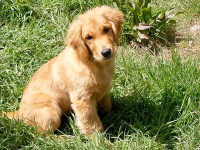 xanadu golden retriever puppies