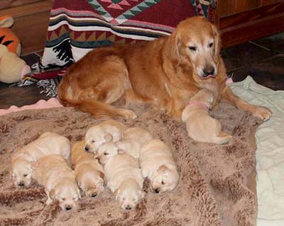 xanadu golden retriever puppies