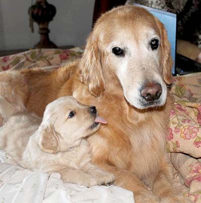 xanadu golden retriever puppies 1