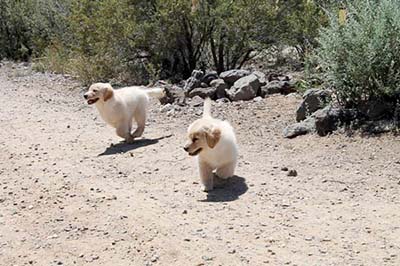 xanadu golden retriever puppies