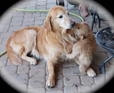 xanadu golden retriever puppies