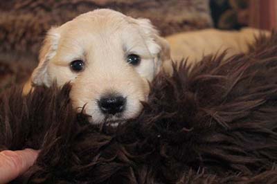 xanadu golden retriever puppies