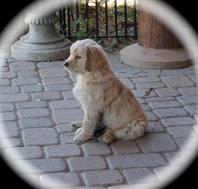 xanadu golden retriever puppies