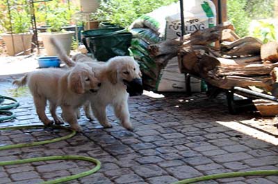 xanadu golden retriever puppies