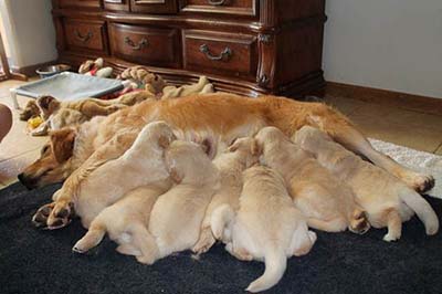 xanadu golden retriever puppies