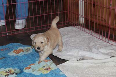 xanadu golden retriever puppies