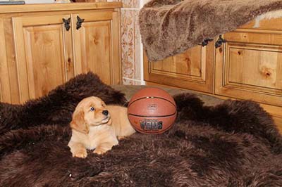 xanadu golden retriever puppies