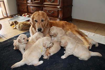 xanadu golden retriever puppies