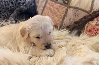 xanadu golden retriever puppies