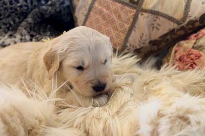 xanadu golden retriever puppies