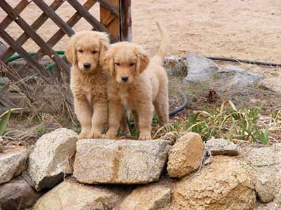 xanadu golden retriever puppies