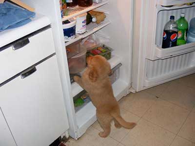 xanadu golden retriever puppies