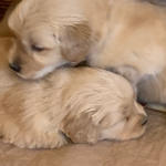 xanadu puppies 4 weeks old
