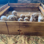 xanadu puppies 4 weeks old