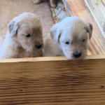 xanadu puppies 4 weeks old